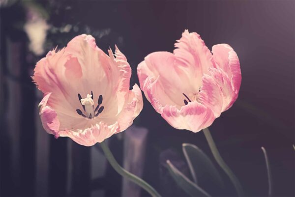tulips, garden, garden flowers