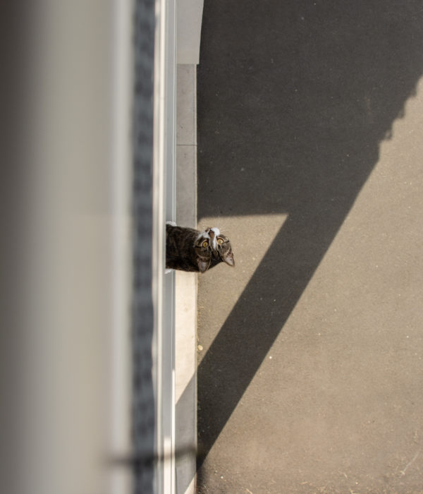 Brown tabby cat on gray concrete floor